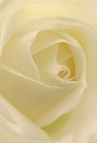 The image draws the viewer deep into the unfolding heart of a cream-white rose, as though transported to the serenity of a New Eltham morning. Petal upon petal unfurls in soft, whisper-light spirals, each surface inviting a fingertip's gentle brush. Between the ivory folds, gentle shadows bloom, adding a profound sense of depth while preserving the peaceful glow of early daylight. The mood exudes tranquility and the quiet emotion that often accompanies significant moments-a heartfelt tribute, a symbol of pure admiration, or the start of something new. It feels almost as if the subtle, sweet fragrance lingers in the air, a comforting echo of thoughtful craftsmanship and care. This close-up captures the artistry that New Eltham Florist brings to each bespoke arrangement for neighbours across the area-every detail a testament to the tenderness and connection found in life's most meaningful occasions.